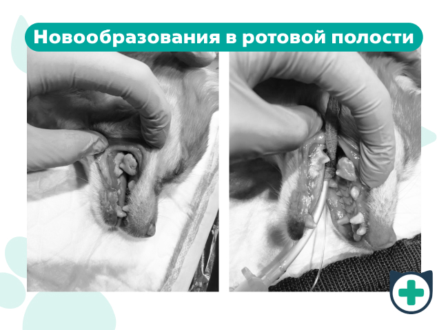 Новообразования в ротовой полости при одонтолитиазе у собаки