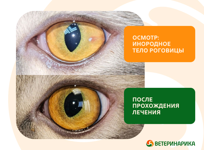 Поверхностное инородное тело роговицы у кошки