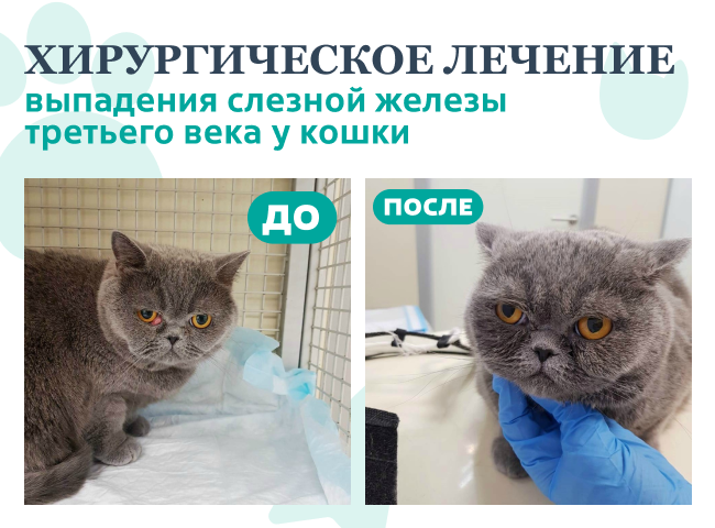 Хирургическое лечение выпадения слезной железы